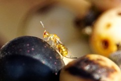 Megastigmus pistaciae