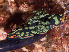 Nembrotha kubaryana