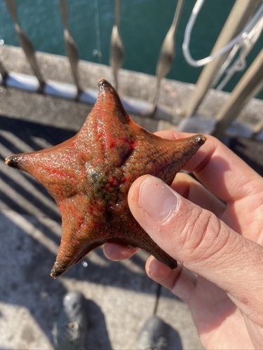 Sea Star (Crown-of-thorns relative)