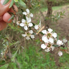 Leptospermum lanigerum