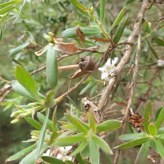 Leptospermum lanigerum