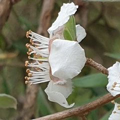 Leptospermum lanigerum