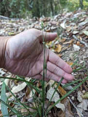 Carex manca takasagoana