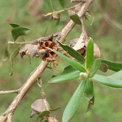 Leptospermum lanigerum