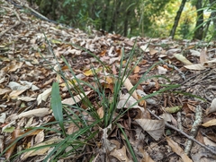 Carex manca takasagoana