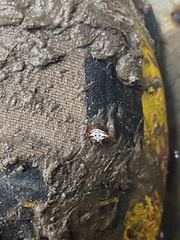 Gasteracantha sanguinolenta