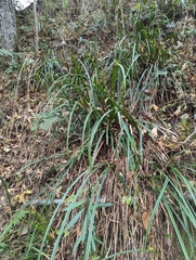 Carex retrofracta