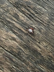Gasteracantha sanguinolenta