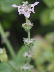 Stachys