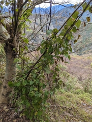 Aristolochia shimadae
