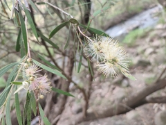 Melaleuca paludicola