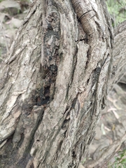 Melaleuca paludicola