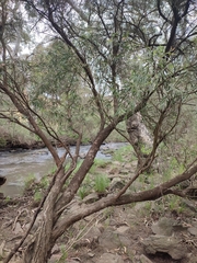 Melaleuca paludicola