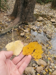 Populus × canescens