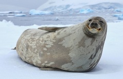 Leptonychotes weddellii