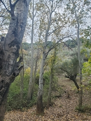 Populus × canescens