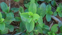 Spermacoce latifolia