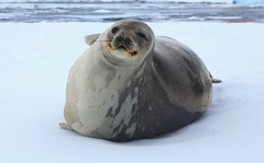 Leptonychotes weddellii