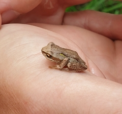 Litoria ewingii