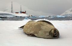 Leptonychotes weddellii