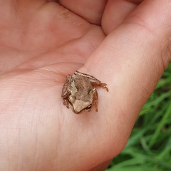 Litoria ewingii