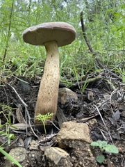 Tylopilus