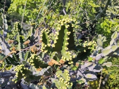 Euphorbia antiquorum