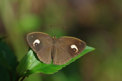 Mycalesis junonia
