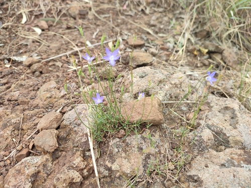 Image of Wahlenbergia luteola by (c) Josh, some rights reserved (CC BY)