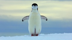 Pygoscelis antarcticus