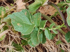 Raphanus raphanistrum