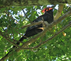 Dasylophus superciliosus