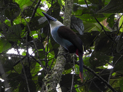 Andigena nigrirostris