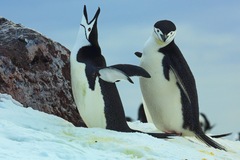 Pygoscelis antarcticus