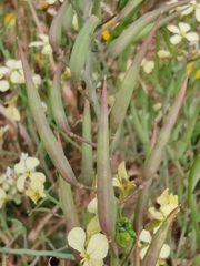 Raphanus raphanistrum