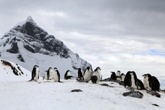 Pygoscelis antarcticus