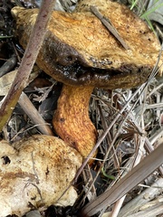 Retiboletus