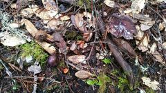 Cortinarius cylindripes