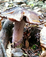 Cortinarius cylindripes