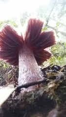 Cortinarius cylindripes