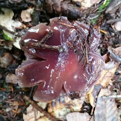 Cortinarius cylindripes