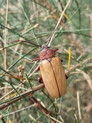 Agrianome spinicollis