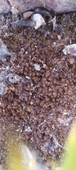 Trichostomum brachydontium