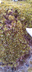 Trichostomum brachydontium