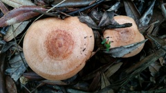 Lactarius xanthogalactus