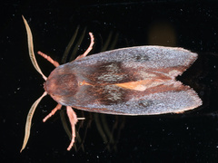 Cryptophasa rubescens