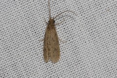 Ecnomidae
