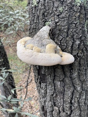 Pseudospongipellis unicolor