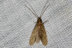 Ecnomidae