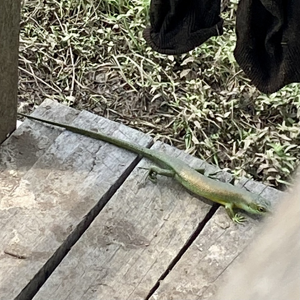 Makolowodé’s Trachylepis